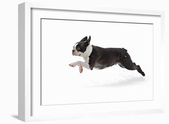 Boston Terrier Running in Snow-null-Framed Photographic Print