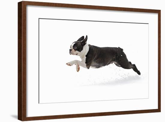 Boston Terrier Running in Snow-null-Framed Photographic Print