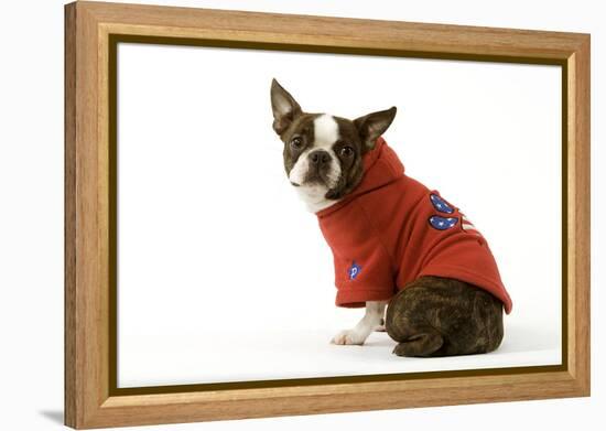 Boston Terrier Sitting Down Wearing Hooded Sweatshirt-null-Framed Premier Image Canvas