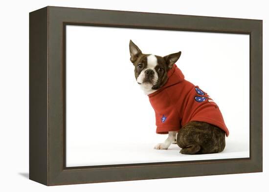 Boston Terrier Sitting Down Wearing Hooded Sweatshirt-null-Framed Premier Image Canvas