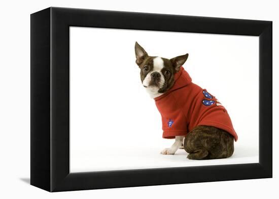 Boston Terrier Sitting Down Wearing Hooded Sweatshirt-null-Framed Premier Image Canvas