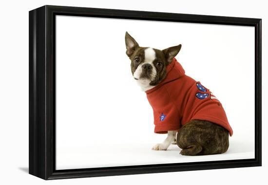 Boston Terrier Sitting Down Wearing Hooded Sweatshirt-null-Framed Premier Image Canvas