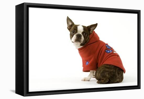 Boston Terrier Sitting Down Wearing Hooded Sweatshirt-null-Framed Premier Image Canvas