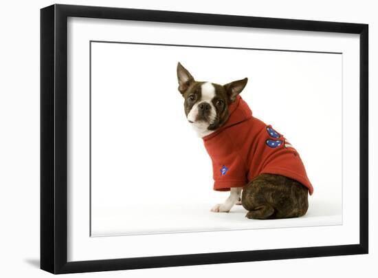 Boston Terrier Sitting Down Wearing Hooded Sweatshirt-null-Framed Photographic Print