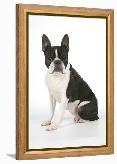 Boston Terrier, Sitting Down-null-Framed Premier Image Canvas
