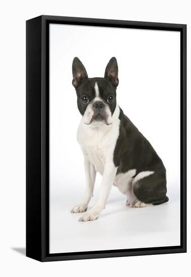 Boston Terrier, Sitting Down-null-Framed Premier Image Canvas