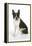 Boston Terrier, Sitting Down-null-Framed Premier Image Canvas