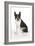 Boston Terrier, Sitting Down-null-Framed Photographic Print