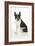 Boston Terrier, Sitting Down-null-Framed Photographic Print