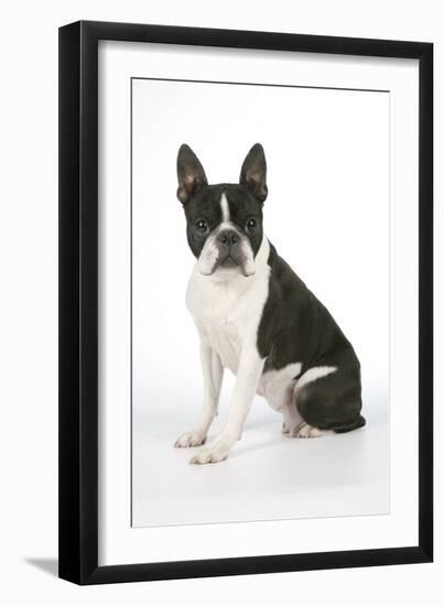 Boston Terrier, Sitting Down-null-Framed Photographic Print