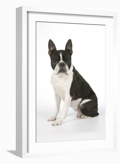 Boston Terrier, Sitting Down-null-Framed Photographic Print