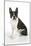 Boston Terrier, Sitting Down-null-Mounted Photographic Print