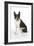 Boston Terrier, Sitting Down-null-Framed Photographic Print