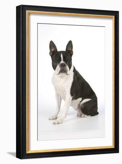 Boston Terrier, Sitting Down-null-Framed Photographic Print