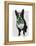 Boston Terrier with Green Moustache and Spotty Green Bow Tie-Fab Funky-Framed Stretched Canvas