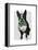 Boston Terrier with Green Moustache and Spotty Green Bow Tie-Fab Funky-Framed Stretched Canvas