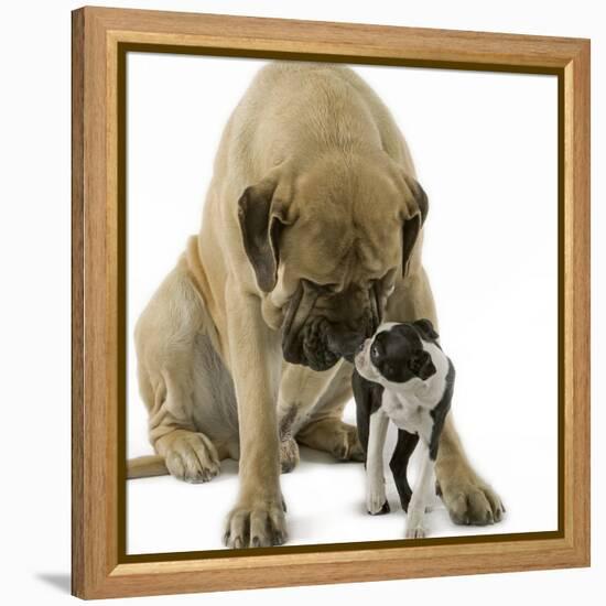 Boston Terrier with Mastiff Dog-null-Framed Premier Image Canvas