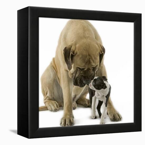 Boston Terrier with Mastiff Dog-null-Framed Premier Image Canvas