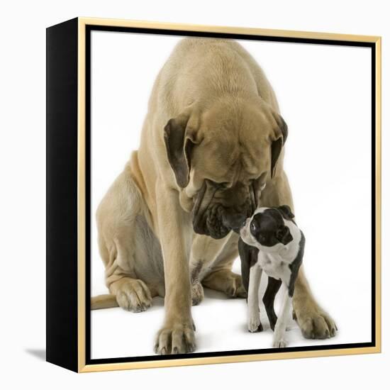 Boston Terrier with Mastiff Dog-null-Framed Premier Image Canvas