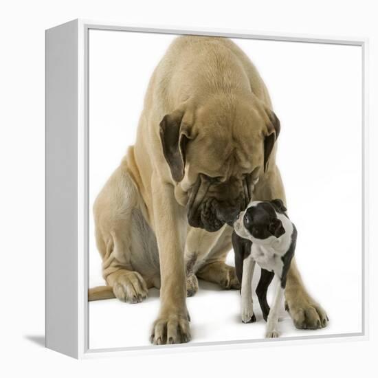 Boston Terrier with Mastiff Dog-null-Framed Premier Image Canvas