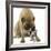 Boston Terrier with Mastiff Dog-null-Framed Photographic Print