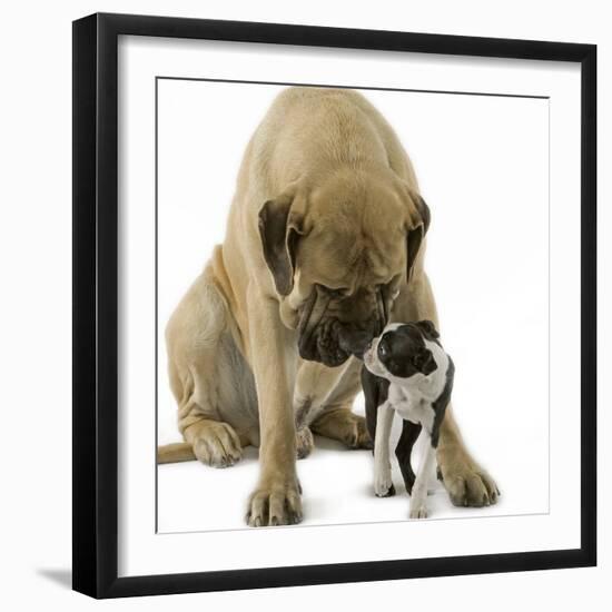 Boston Terrier with Mastiff Dog-null-Framed Photographic Print