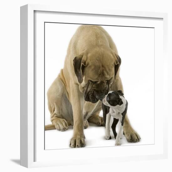 Boston Terrier with Mastiff Dog-null-Framed Photographic Print