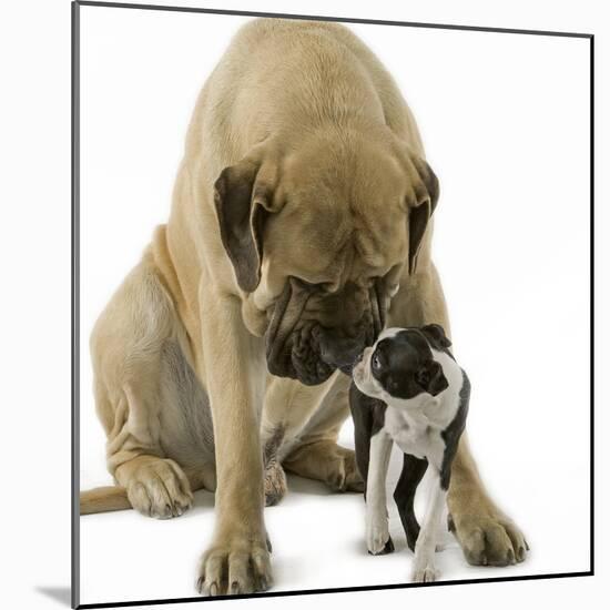 Boston Terrier with Mastiff Dog-null-Mounted Photographic Print