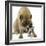 Boston Terrier with Mastiff Dog-null-Framed Photographic Print