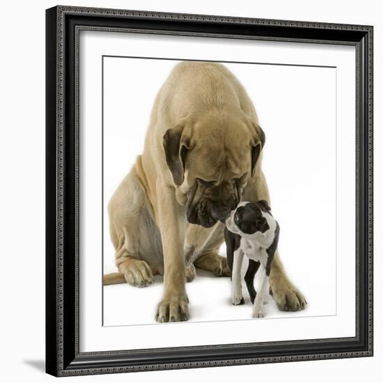 Boston Terrier with Mastiff Dog-null-Framed Photographic Print