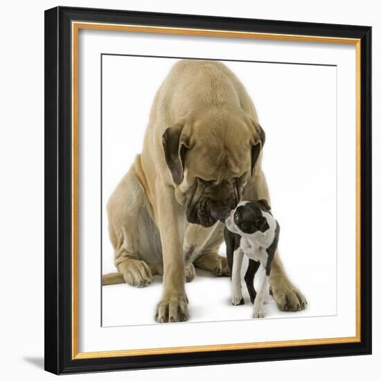 Boston Terrier with Mastiff Dog-null-Framed Photographic Print