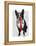 Boston Terrier with Red Tie and Moustache-Fab Funky-Framed Stretched Canvas