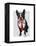 Boston Terrier with Red Tie and Moustache-Fab Funky-Framed Stretched Canvas