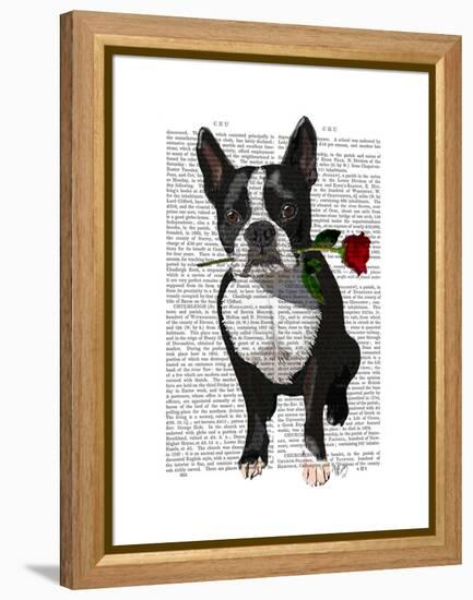 Boston Terrier with Rose in Mouth-Fab Funky-Framed Stretched Canvas