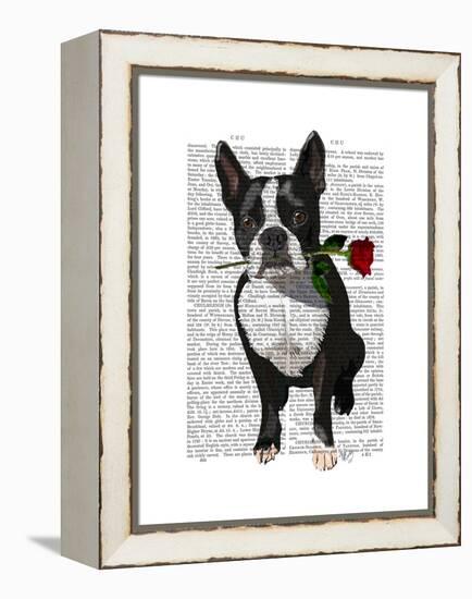 Boston Terrier with Rose in Mouth-Fab Funky-Framed Stretched Canvas