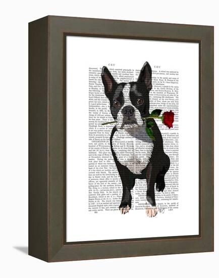 Boston Terrier with Rose in Mouth-Fab Funky-Framed Stretched Canvas