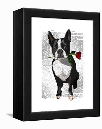 Boston Terrier with Rose in Mouth-Fab Funky-Framed Stretched Canvas