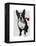 Boston Terrier with Rose in Mouth-Fab Funky-Framed Stretched Canvas