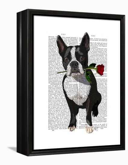 Boston Terrier with Rose in Mouth-Fab Funky-Framed Stretched Canvas