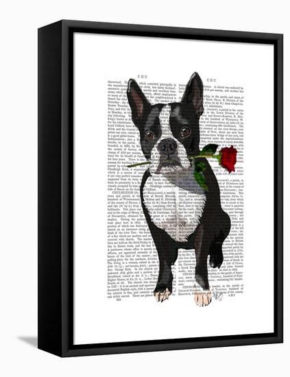 Boston Terrier with Rose in Mouth-Fab Funky-Framed Stretched Canvas