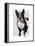 Boston Terrier with Rose in Mouth-Fab Funky-Framed Stretched Canvas