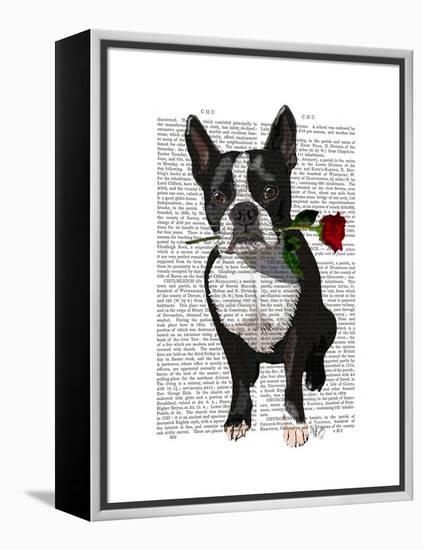 Boston Terrier with Rose in Mouth-Fab Funky-Framed Stretched Canvas