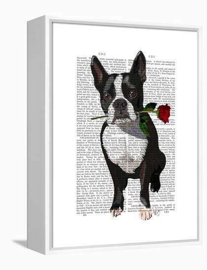 Boston Terrier with Rose in Mouth-Fab Funky-Framed Stretched Canvas