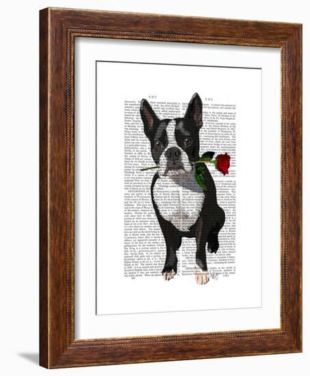 Boston Terrier with Rose in Mouth-Fab Funky-Framed Art Print