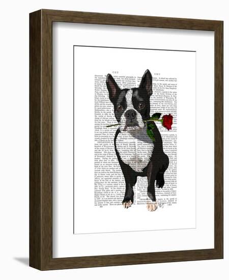 Boston Terrier with Rose in Mouth-Fab Funky-Framed Art Print