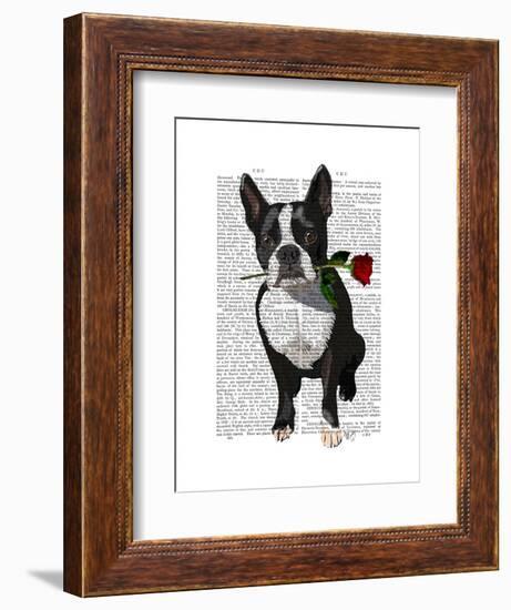 Boston Terrier with Rose in Mouth-Fab Funky-Framed Art Print