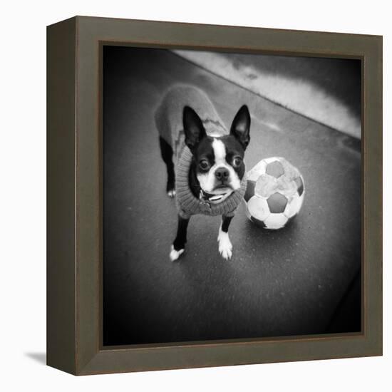 Boston Terrier with Soccer Ball-Theo Westenberger-Framed Premier Image Canvas