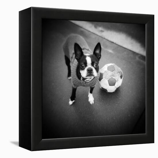 Boston Terrier with Soccer Ball-Theo Westenberger-Framed Premier Image Canvas