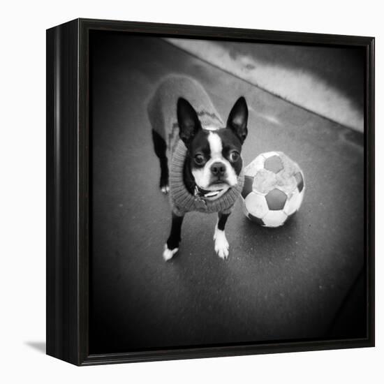 Boston Terrier with Soccer Ball-Theo Westenberger-Framed Premier Image Canvas