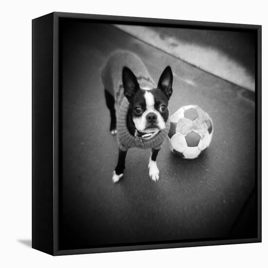 Boston Terrier with Soccer Ball-Theo Westenberger-Framed Premier Image Canvas